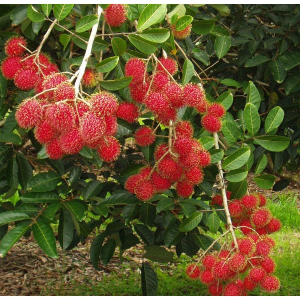 bibit rambutan Binjai hasil cangkok
