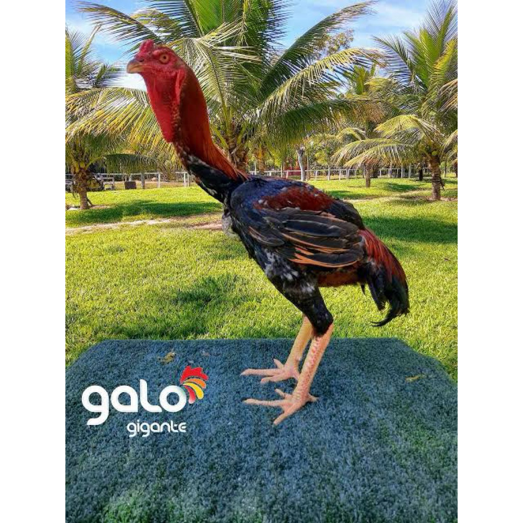 

TELUR FERTIL AYAM GORDZILA F1 UNTUK DI TETASKAN