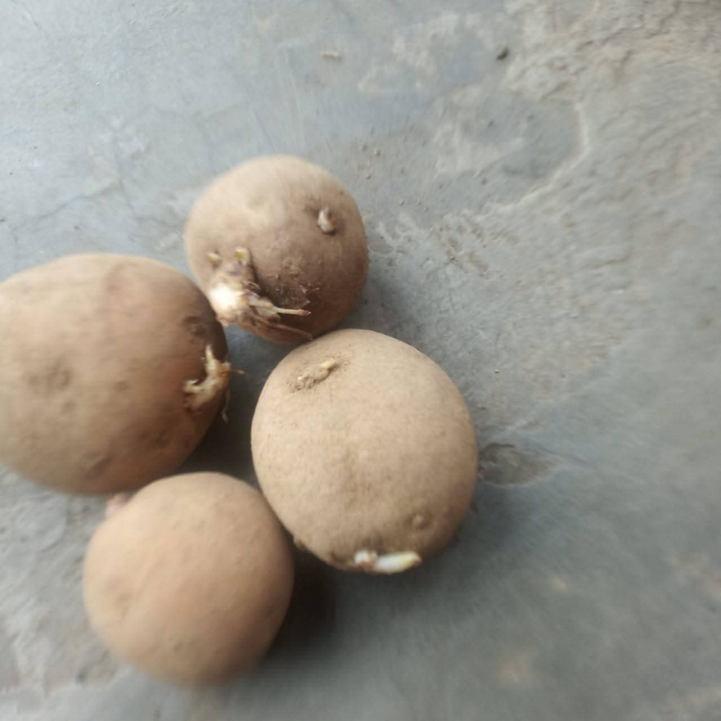 

kentang segar (500gr dan 1000gr)berukuran sedang,besar berkualitas premium