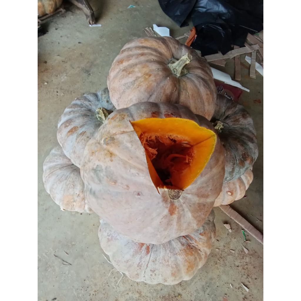 

labu kuning/waluh 2,5kg&5kg