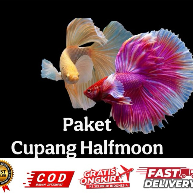 hiasan aquarium ikan cupang