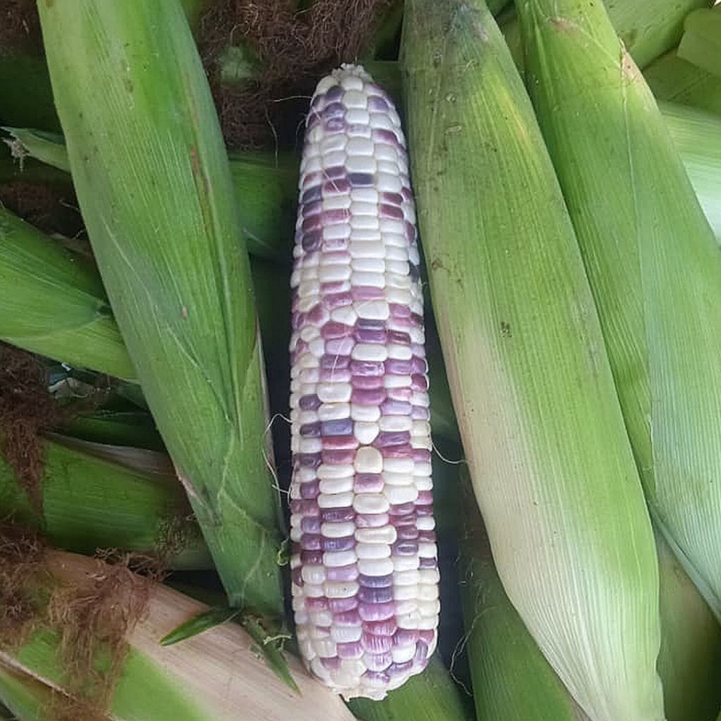 

PROMO JAGUNG BATIK KETAN 2 KILOGRAM