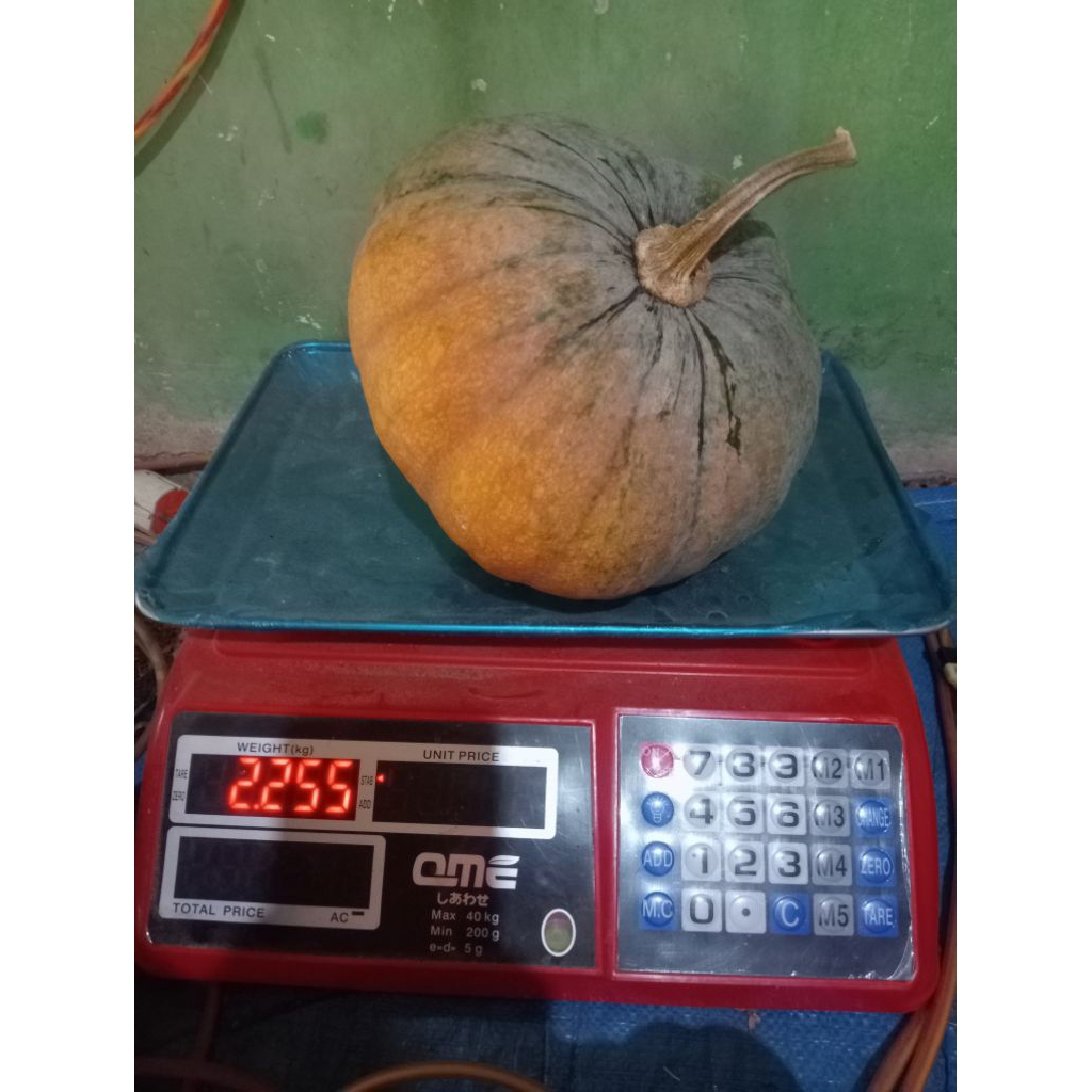 

labu kuning / waloh murah