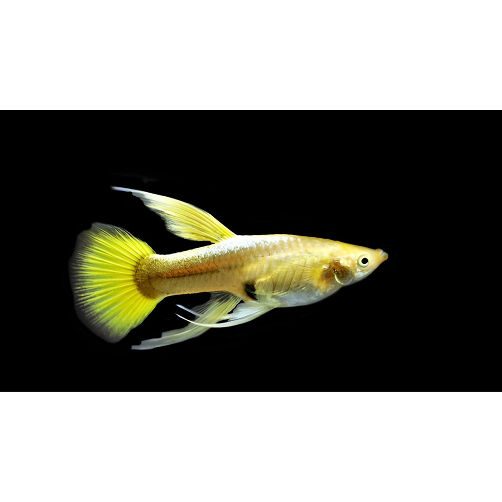 IKAN HIAS GUPPY top sword yellow laced