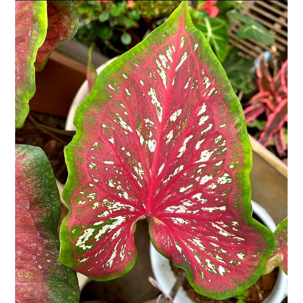 Caladium Worton / Kurusetra / Baret