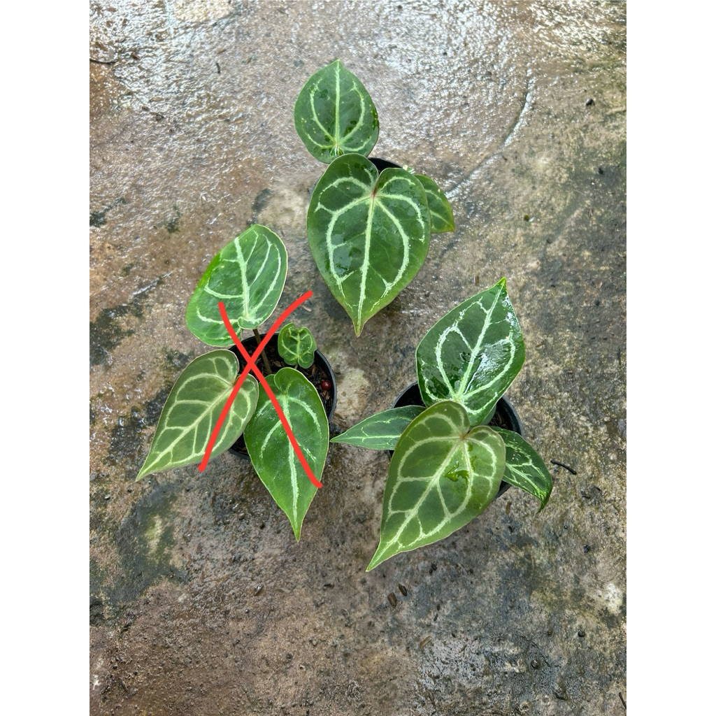 Anthurium Dorayaki Orthodox x Red of Java