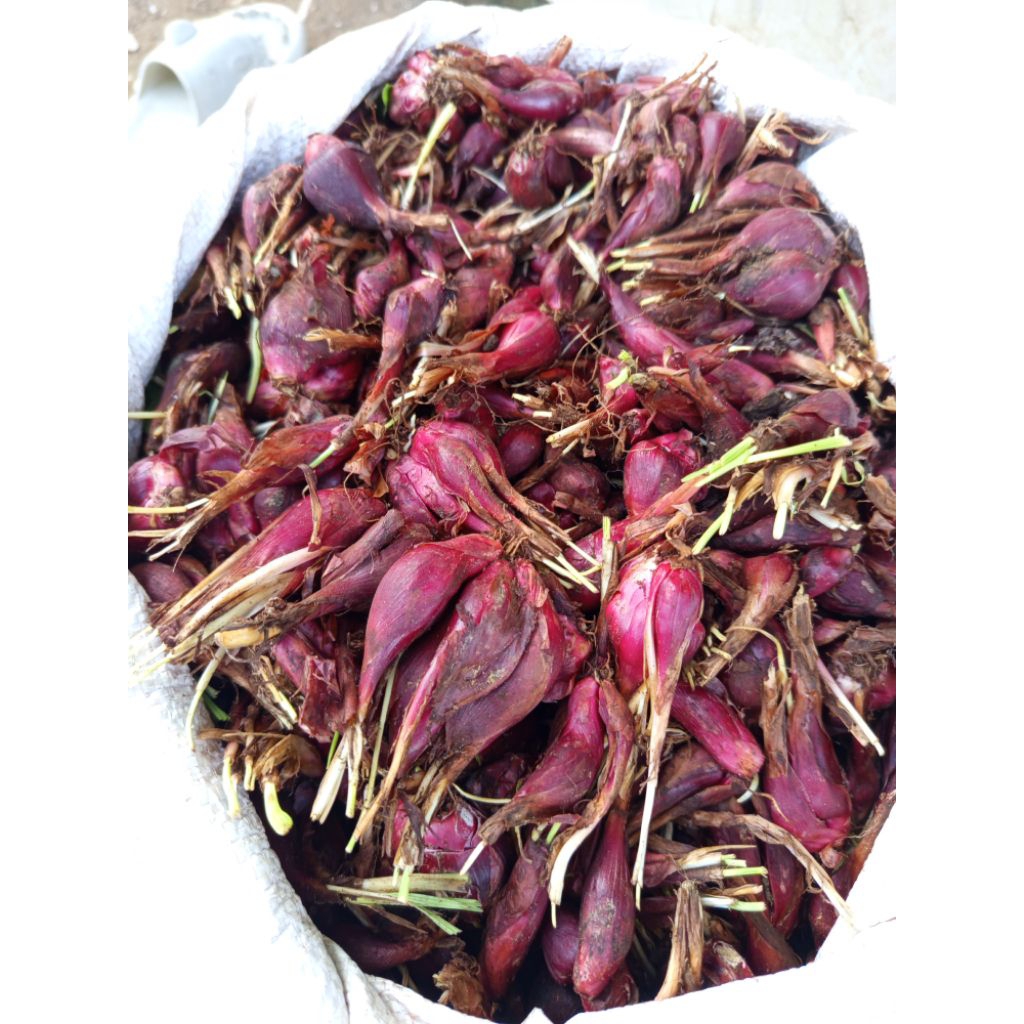 

jual bawang dayak grad A 1kg terbaik