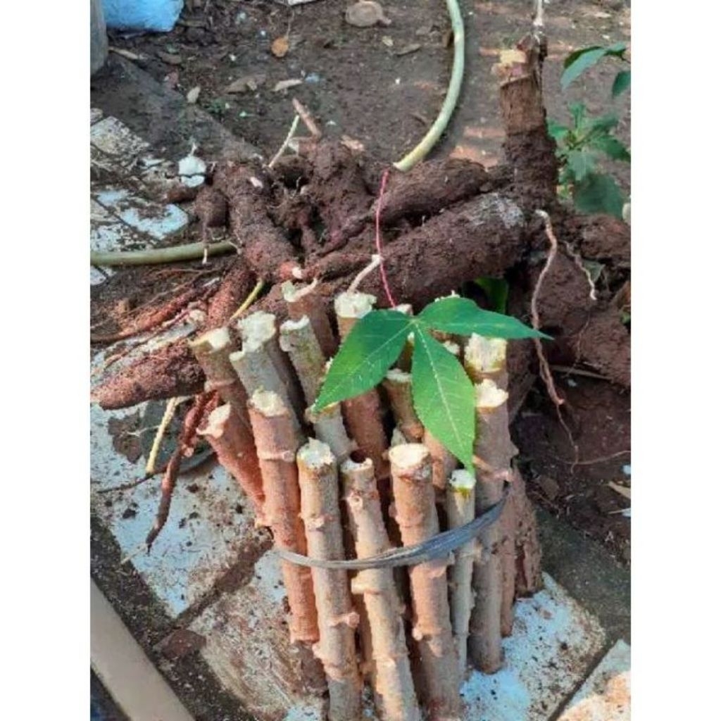 

pohon singkong mentega / batang singkong