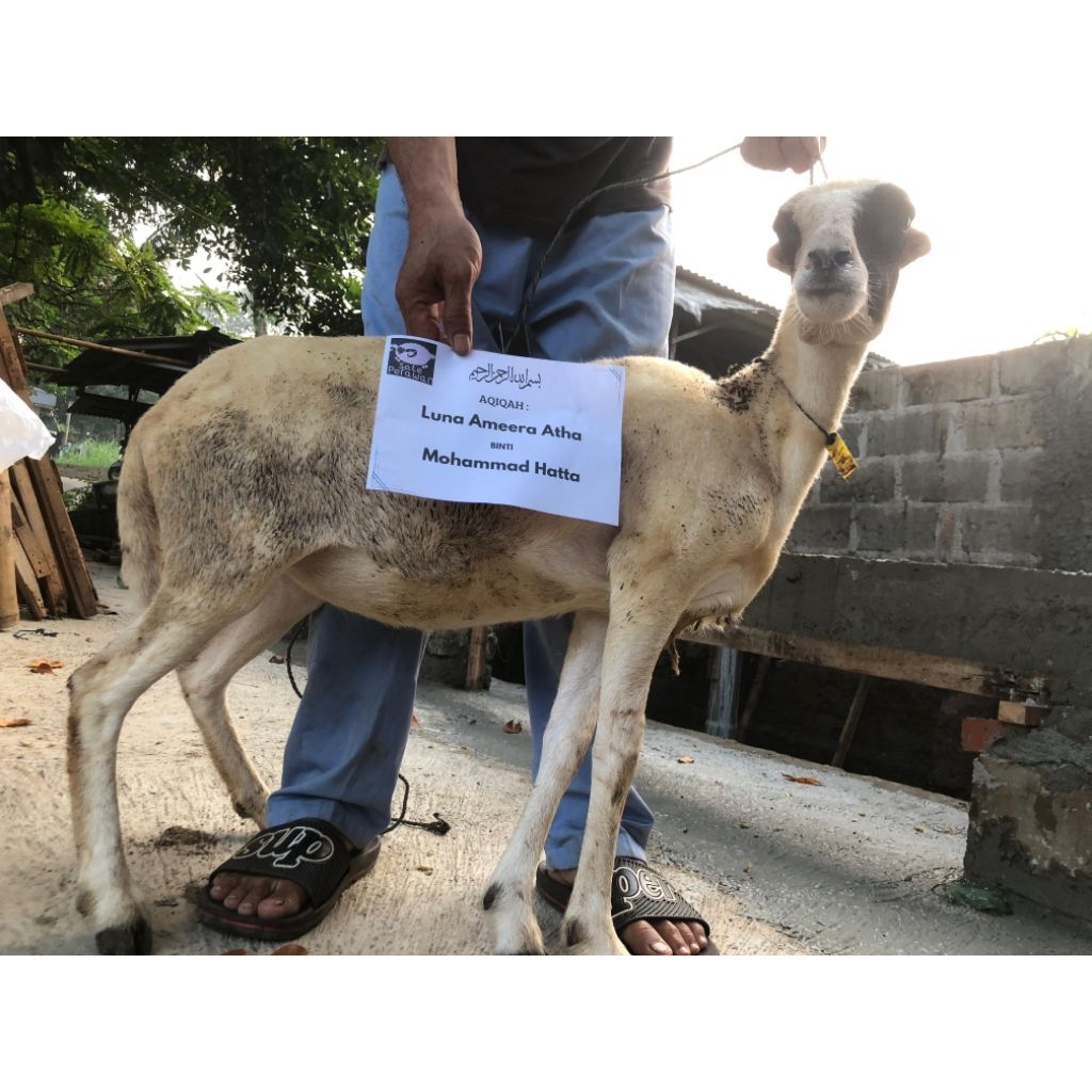 

Kambing Aqiqah Penggemukan - Dijamin Sesuai Syariat dan Daging Lebih Banyak