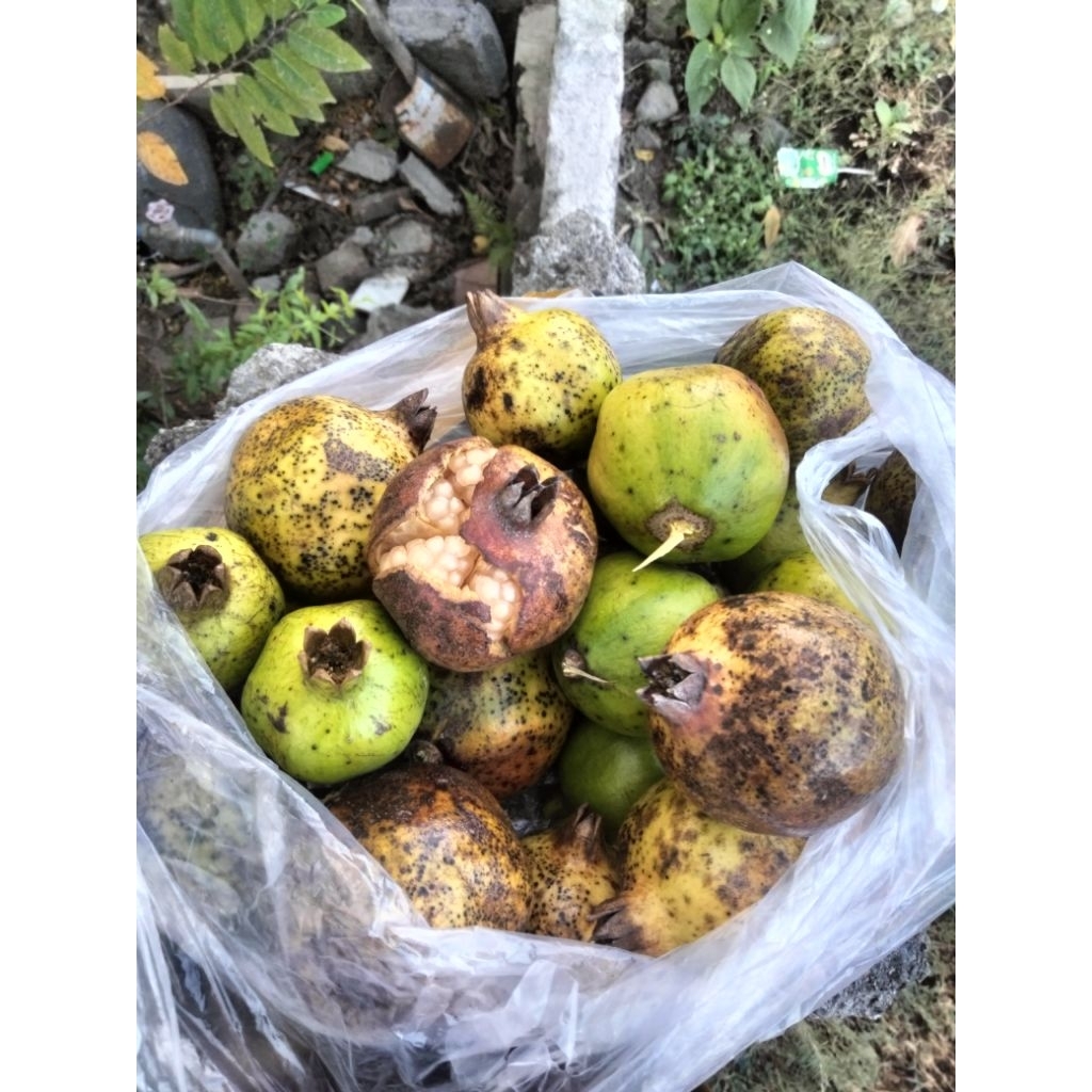 

buah delima lokal alam 1 kg
