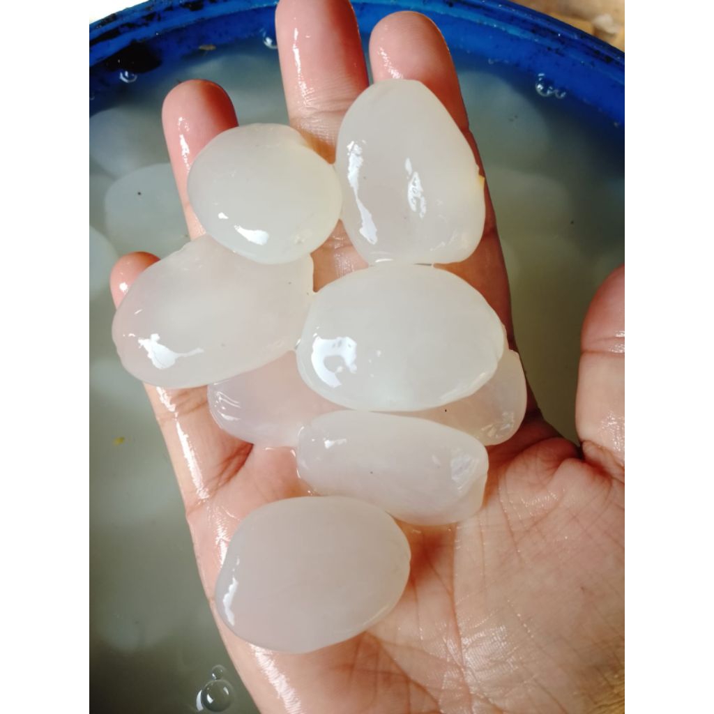 

KOLANG-KALING SUPER FRESH 1KG ASLI KAMPUNG