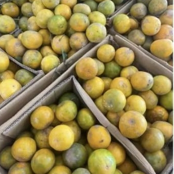 

promo panen raya Buah jeruk siam madu super manis premium segar 1 kg