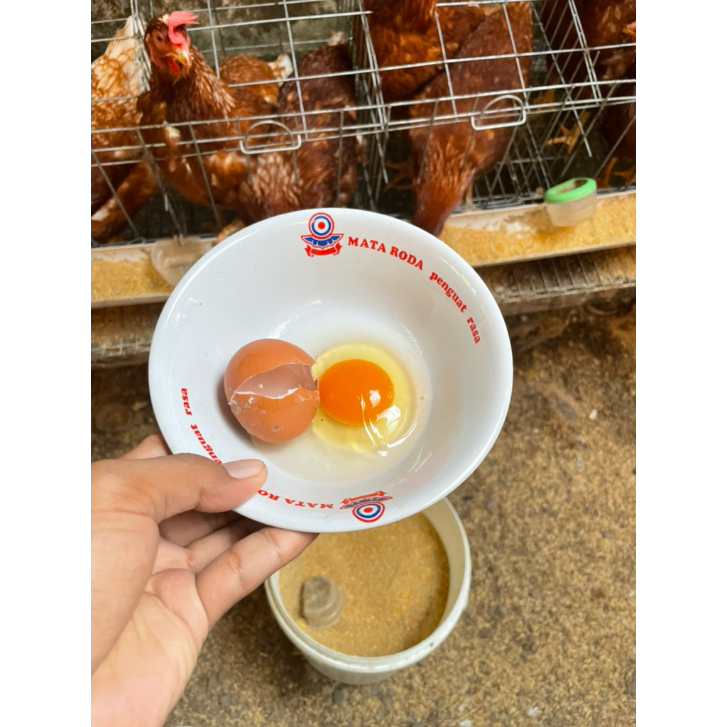 

pakan harian telur omega / prebiotik