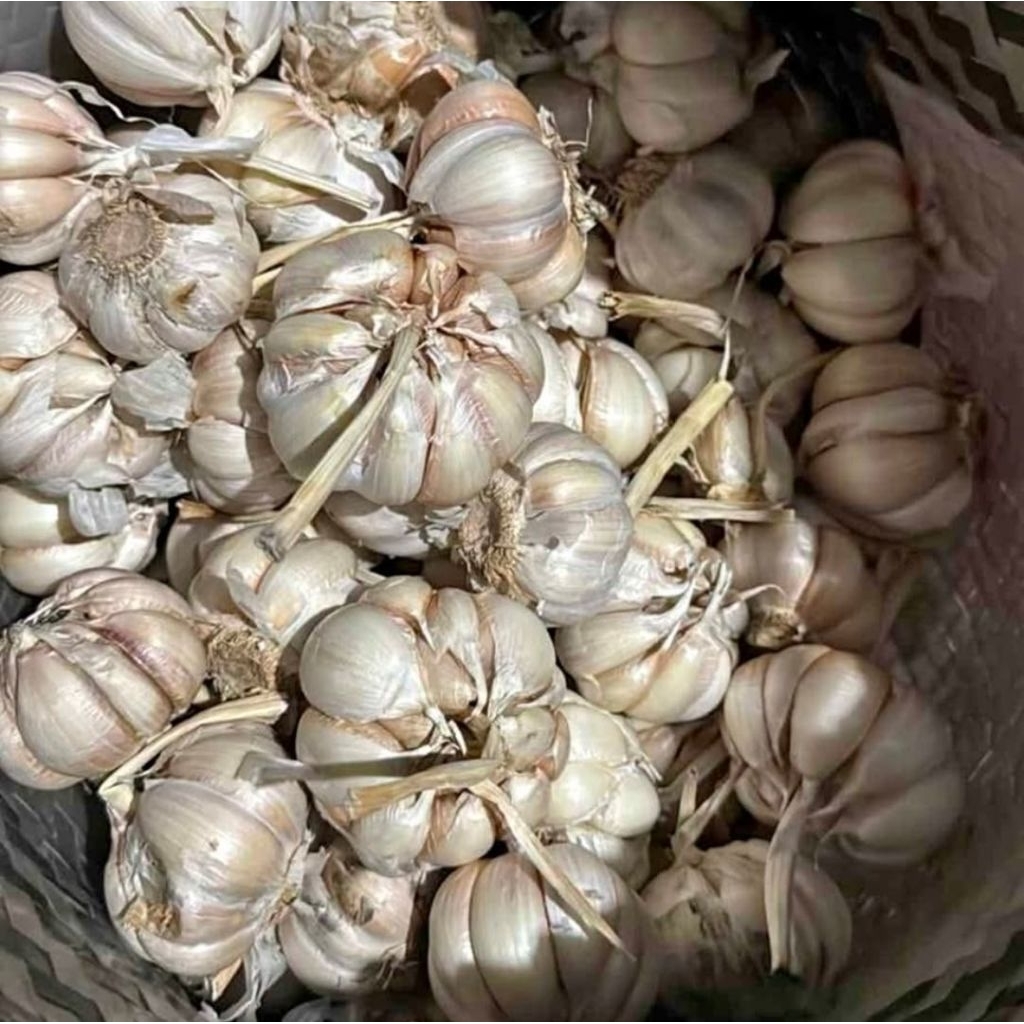 

bawang putih sinco bersih ukuran besar dijamin suka berat 1kg