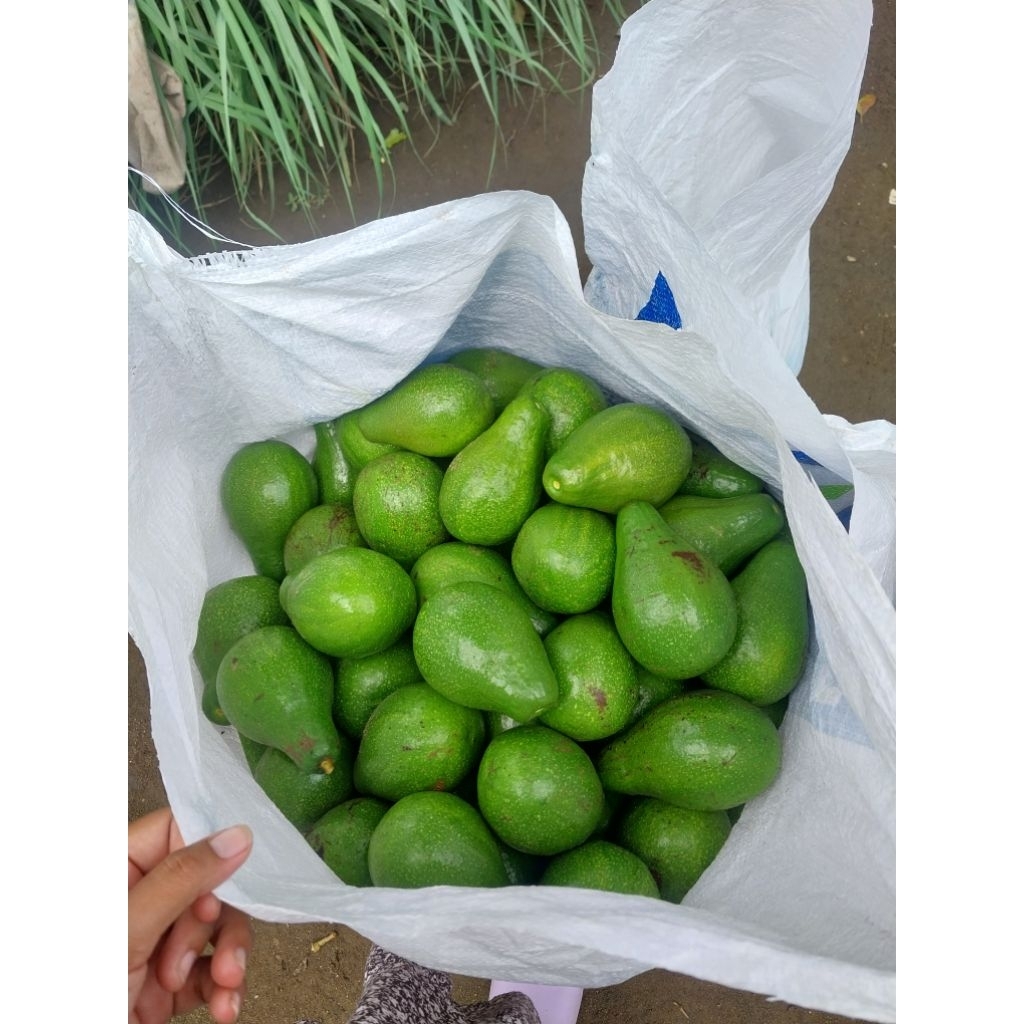 

Alpukat mentega asli dari boyolali