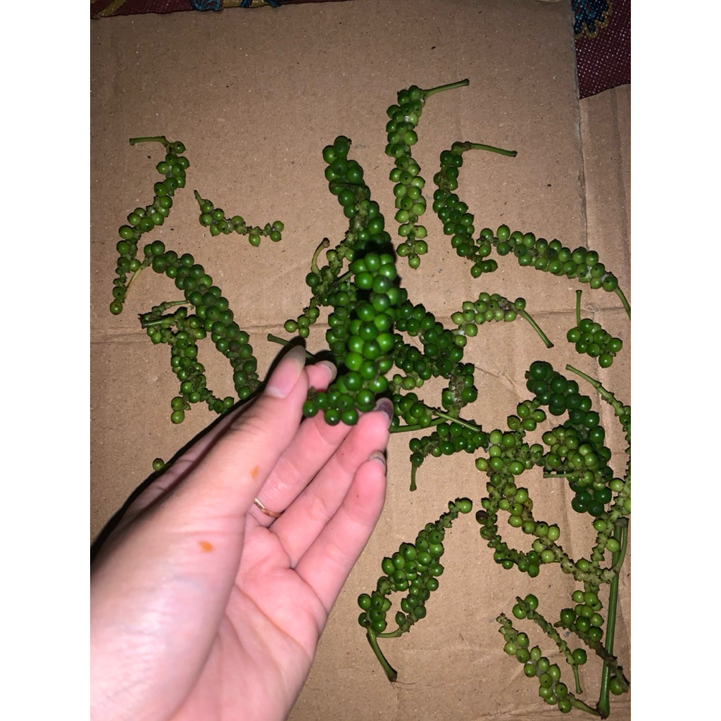 

Buah Lada hijau atau merica segar per 100gram