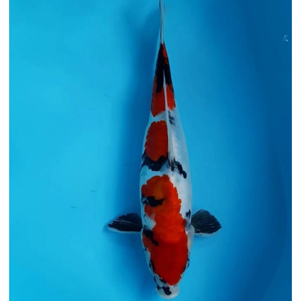 IKAN KOI SHANKE GRADE A 20-23CM