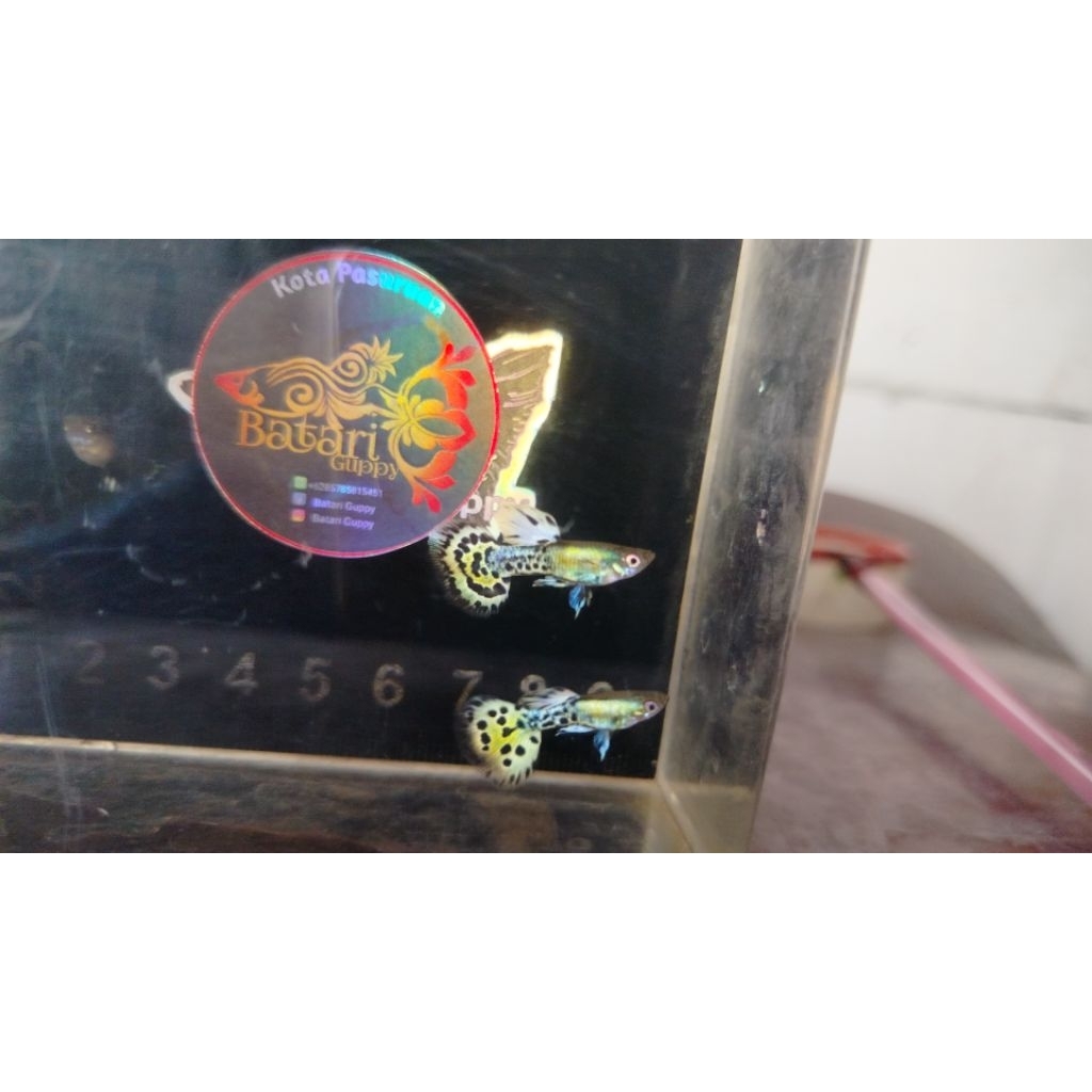 Guppy leopard platinum sepasang jantan betina