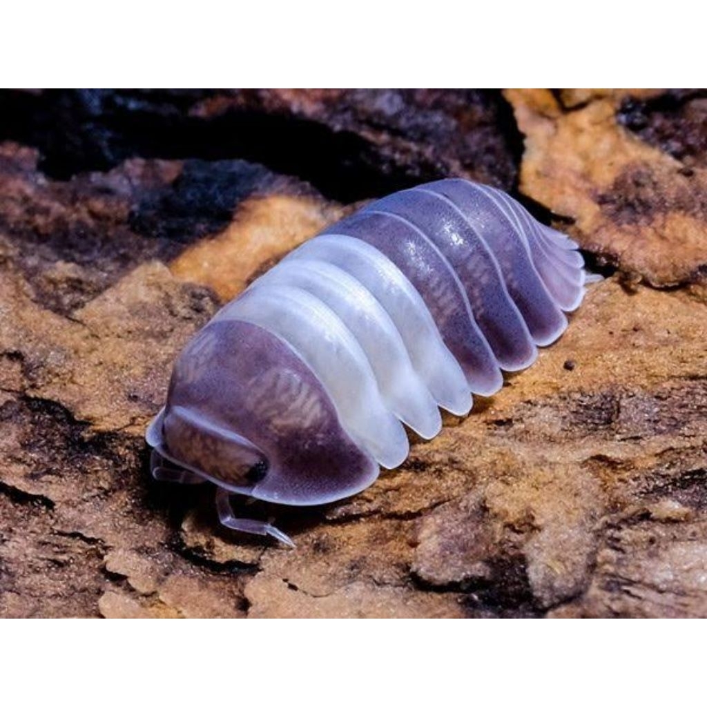 

LIMITED STOCK ISOPOD KING PANDA PERFECT KONDISI