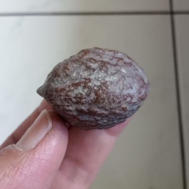 Kemiri Adu Muncang Adu Jayanti Anak Si Pait Full Tua