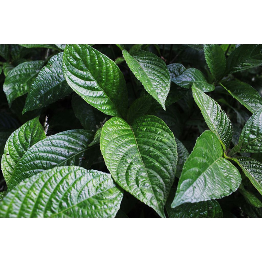 

Daun Keji Beling Untuk Diabetes Kencing Manis Batu Ginjal Obat Herbal 500 gram