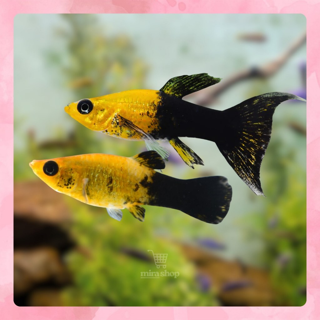 MOLLY BLACK GOLDEN - MOLLY BLACK DUST