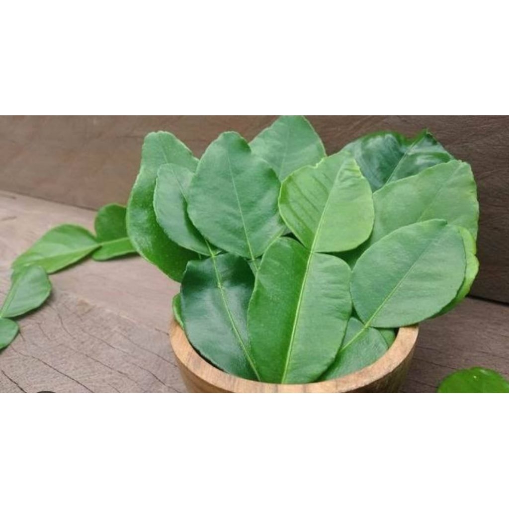 

DaunJerukPurutSegarBerkhasiat