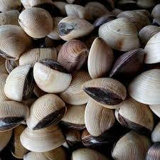 

Kerang Kepa Tahu Bersih Siap Masak 1kg