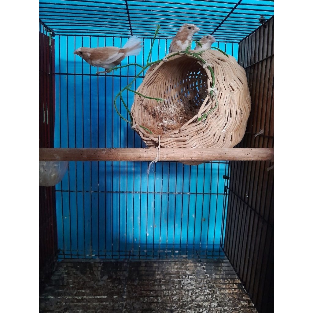 emprit jepang siapan sepasang