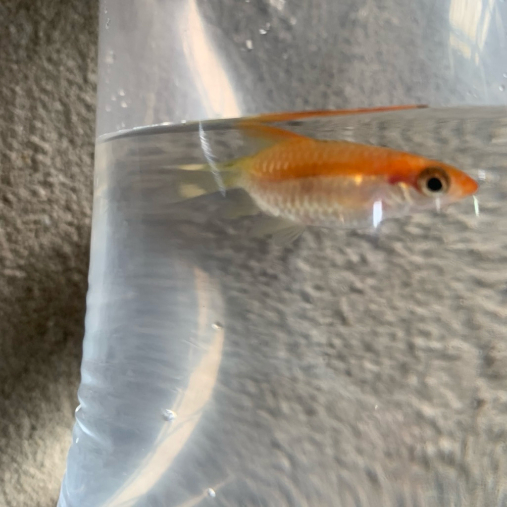 Puntius Denisoni Golden SB - Denisoni golden SB