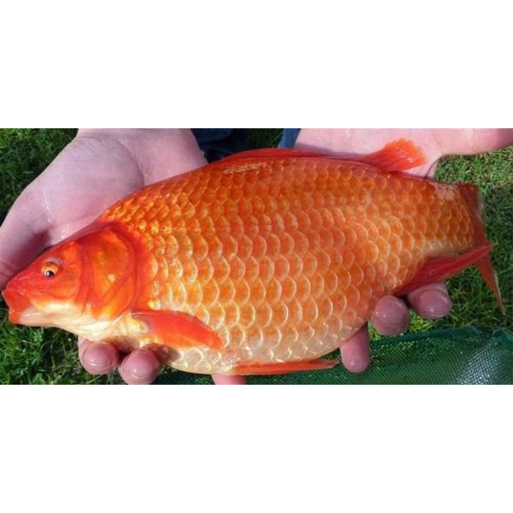 

Ikan Mas Fresh 1kg (Ikan Segar)