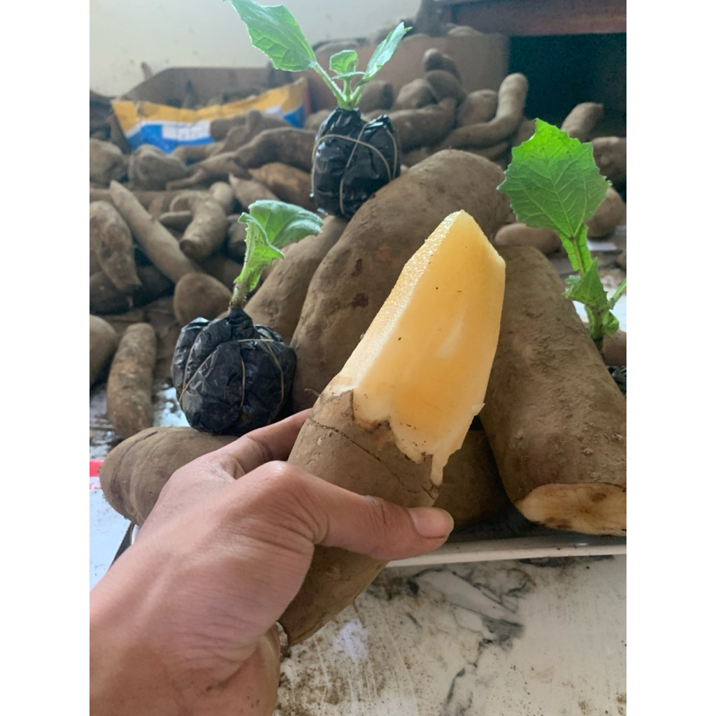 

Ubi yakon superr ukuran besar 1kg isi 1-3