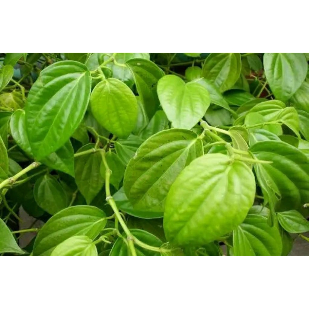 

Daun sirih segar 500gram