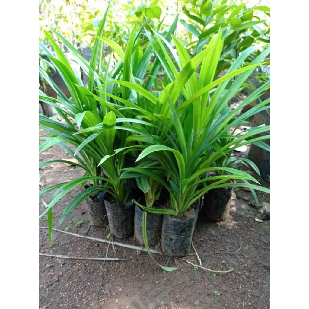 

daun pandan siap tanam