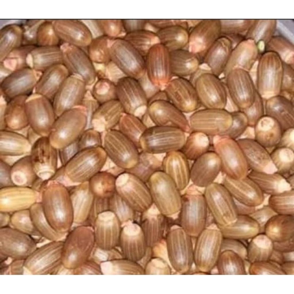 

1kg biji melinjo kulitas super asli serang banten