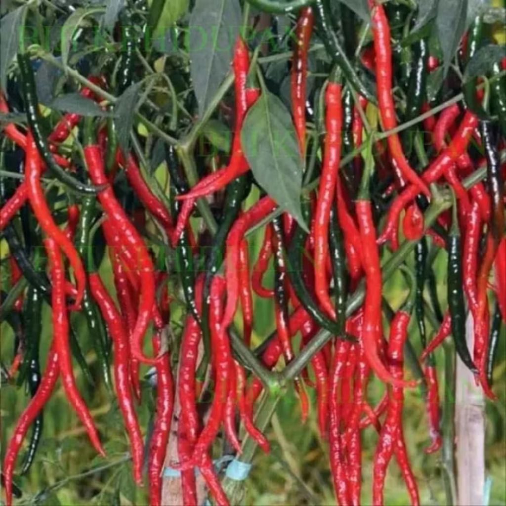 Biji benih cabe merah kriting