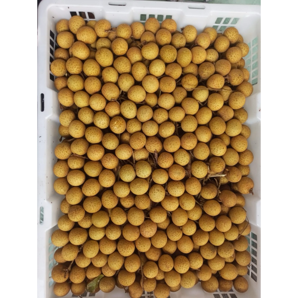 

kelengkeng super /manis/fresh