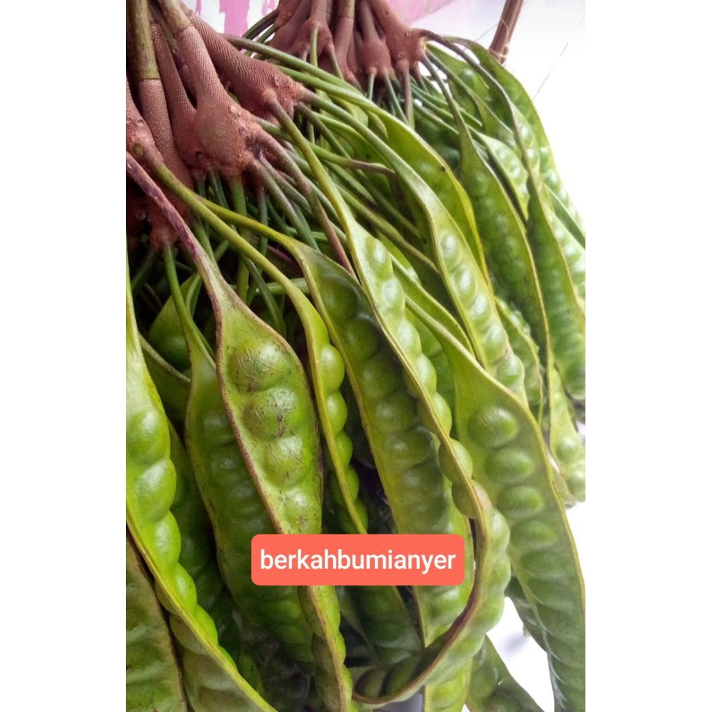 

pete sortiran isi 10 papan