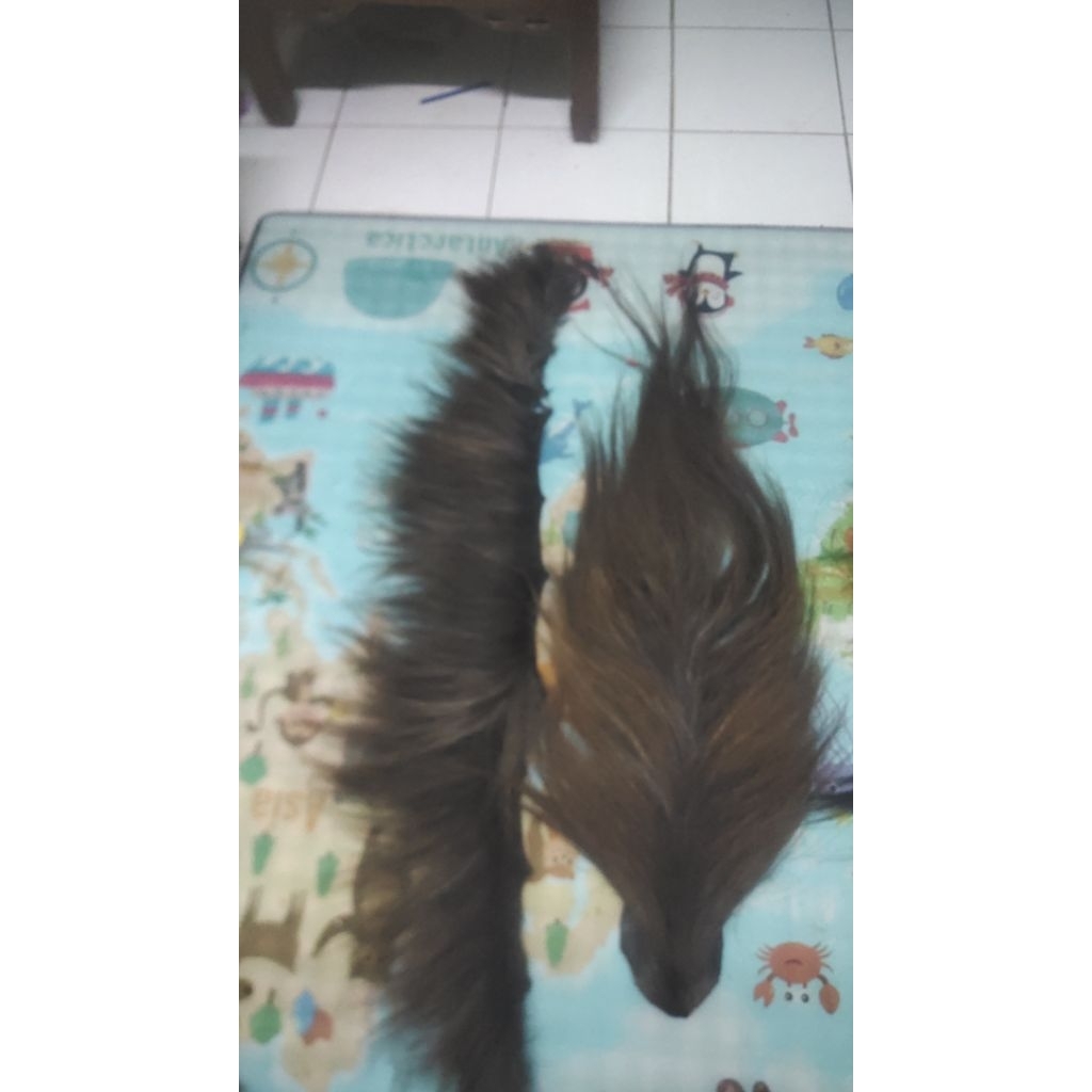 rambut kuda sepsnag semu dawuk