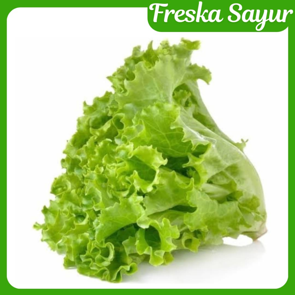 

Daun Selada 250 gr I Fresh I Selada Untuk Lalap