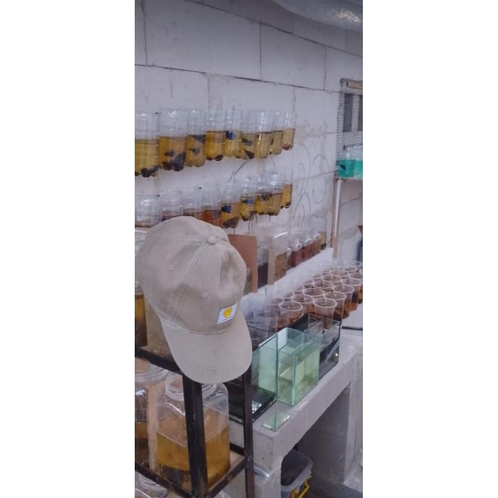 misteri box ikan cupang isi 2