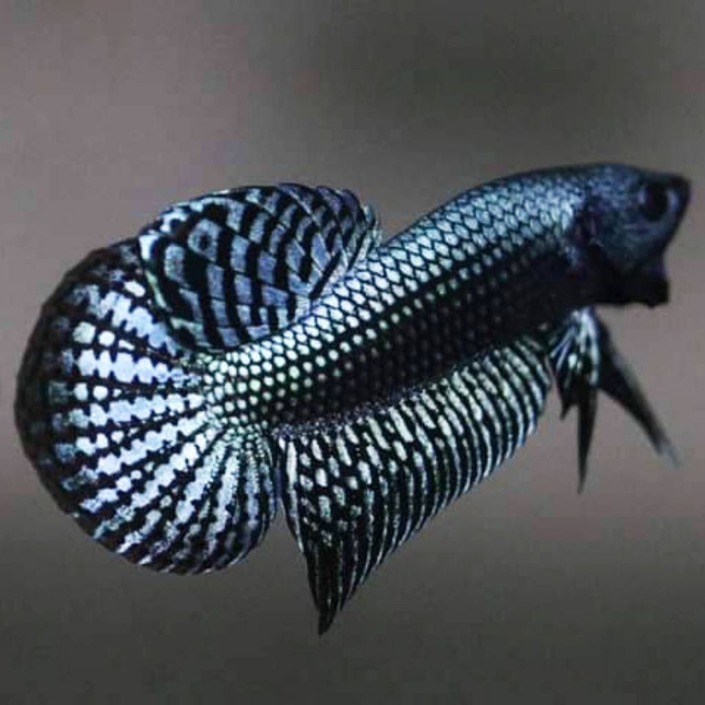 WILD BETTA ALIEN GREY