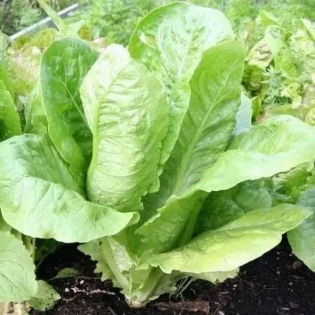 Biji benih selada romaine green paris