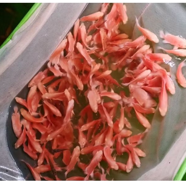 Oscar Paris Albino 5-6cm