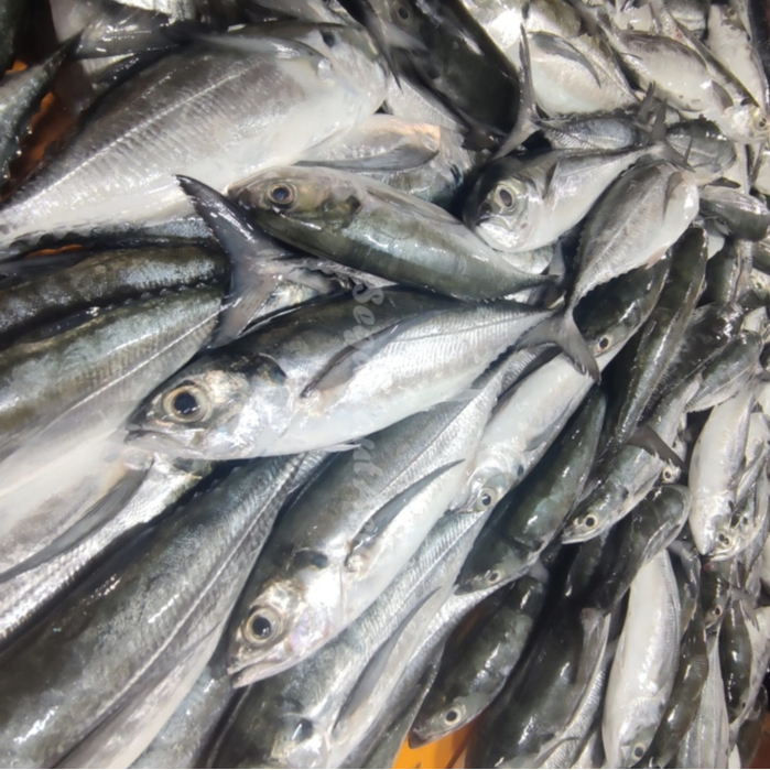 

Ikan Tengkek Segar 1Kg Ikan Tengkek Utuh