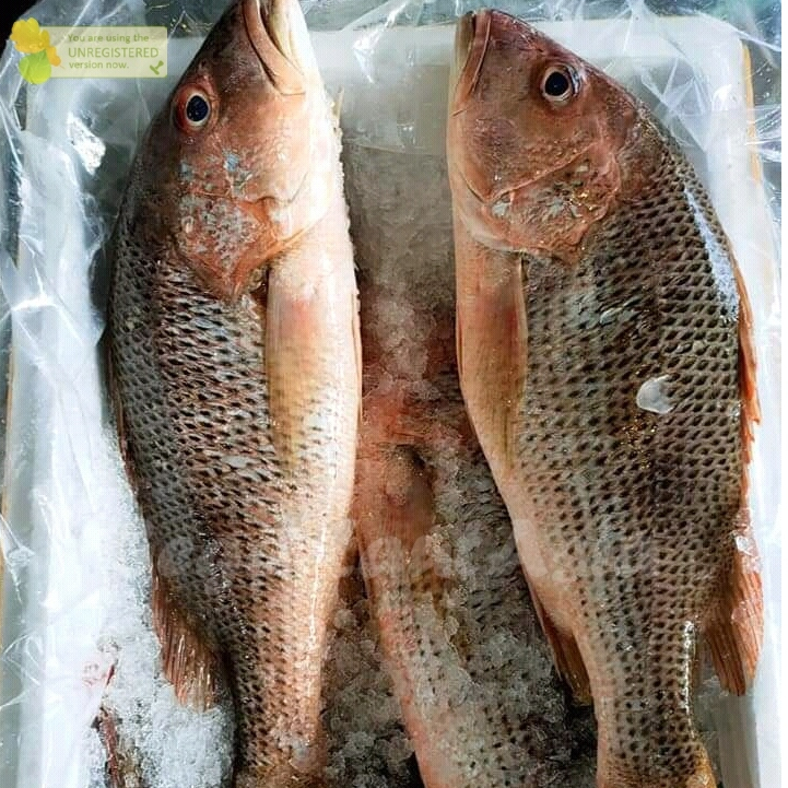 Ikan Kakap / Ikan Kakap Segar / Ikan Kakap 1Kg / Ikan Kakap Merah / Ikan Kakap Merah Jenaha / Ikan J