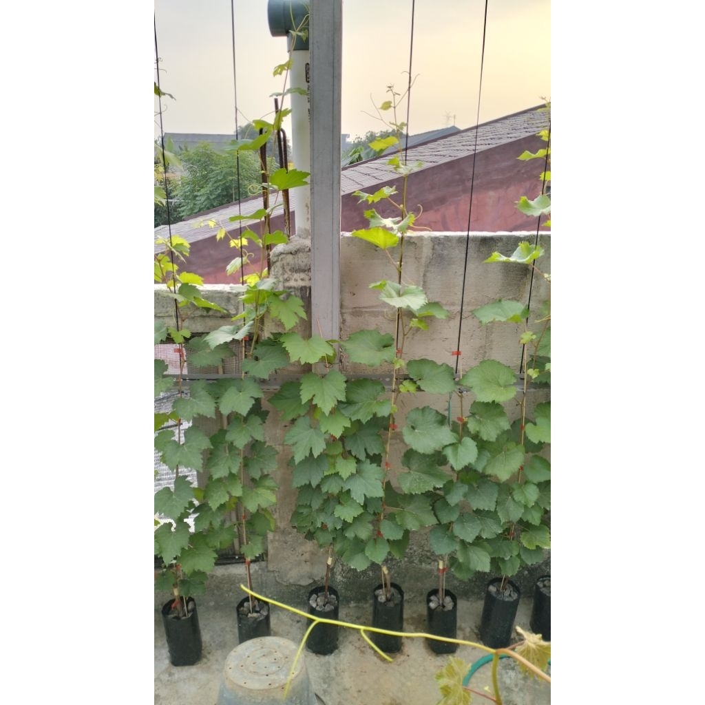 Bibit Anggur Import Valid