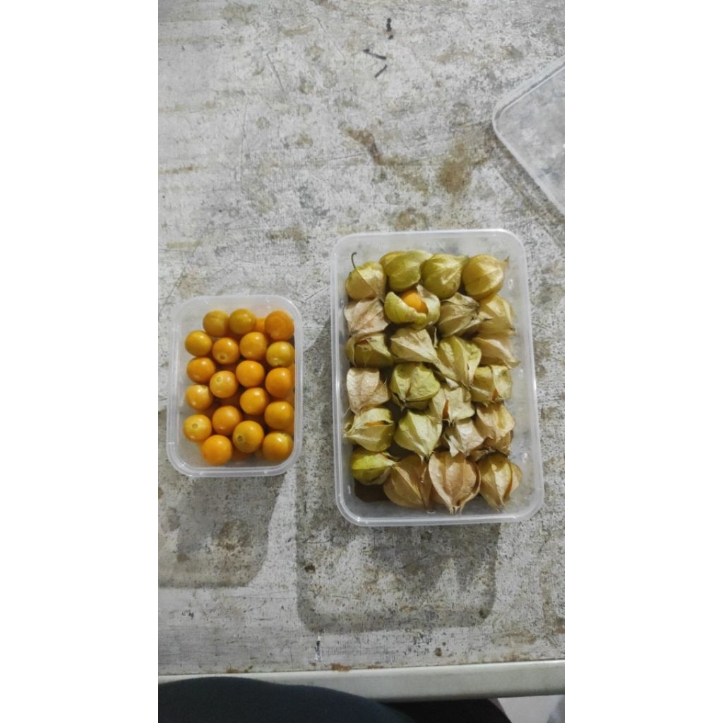 

Golden Berry atau Ciplukan