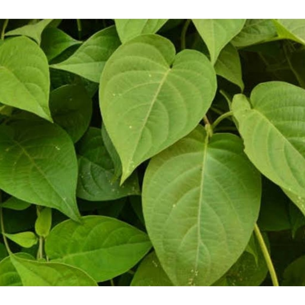 

Daun semukan atau kentutan segar alami petik langsung 200