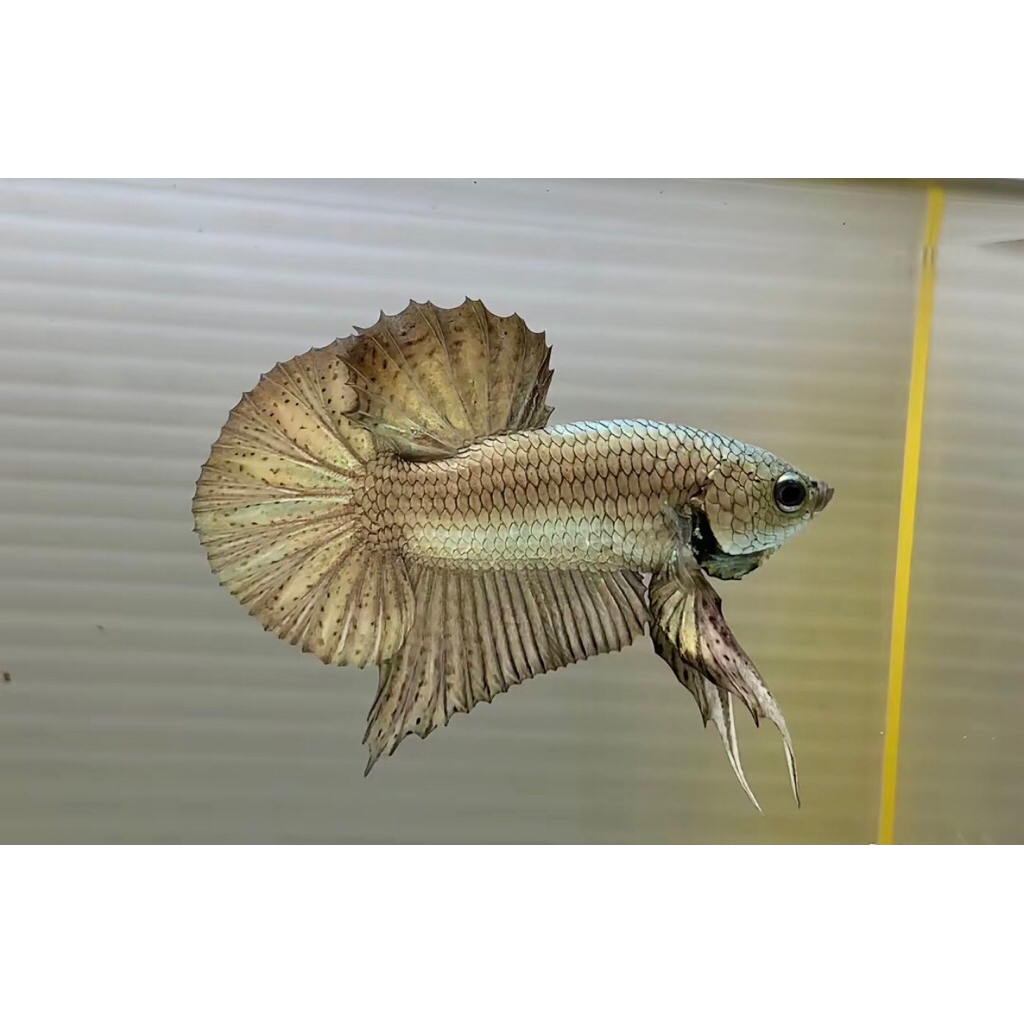 Paket ikan Cupang Isi 10 Ekor Besgel Cooper Sehat